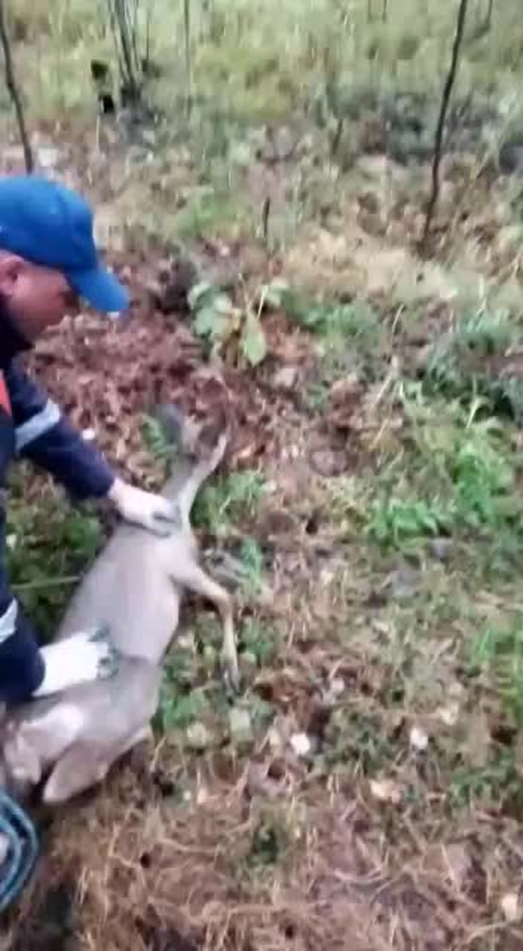 Люди и животные - единое целое